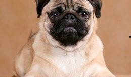 内蒙巴哥爆料最新消息新闻