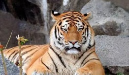 虎虎大爆料视频,揭秘视频背后的惊人真相