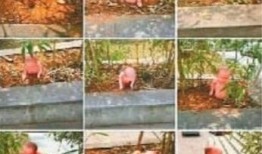 南阳花坛爆料事件视频,真相与争议的交织