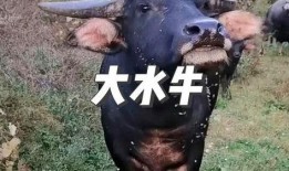 一头大水牛爆料视频,大水牛亲述其生活点滴与生态现状