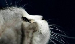 娱乐吃瓜酱神仙猫,揭秘娱乐圈背后的神秘故事
