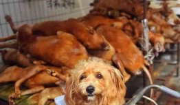 内娱狗崽最新爆料,明星隐私大揭秘