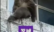 猴子的最新爆料视频,最新爆料视频曝光惊人内幕
