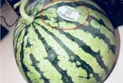 酒店网红吃瓜,揭秘幕后真相与网络热议