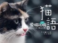猫之城最新爆料视频网站,最新爆料视频网站带你探秘喵星人的网络世界