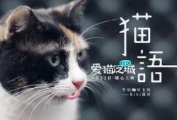 猫之城最新爆料视频网站,最新爆料视频网站带你探秘喵星人的网络世界