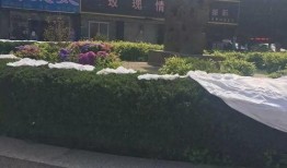 南阳花坛爆料事件视频,真相与争议的交织