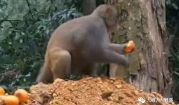 猴子的最新爆料视频,最新爆料视频曝光惊人内幕