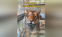 虎虎大爆料视频,揭秘视频背后的惊人真相