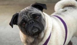 内蒙巴哥爆料最新消息新闻