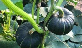 吃瓜妈妈网红,揭秘网红背后的真实生活