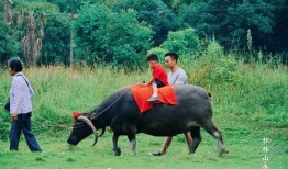 一头大水牛爆料视频,大水牛亲述其生活点滴与生态现状