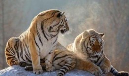 虎虎大爆料视频,揭秘视频背后的惊人真相