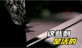 刺电影在线观看免费观看,免费在线观看，揭秘悬疑世界